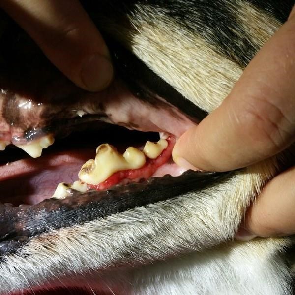 Zahnbehandlung - Katuna Kleintierpraxis - Wabern